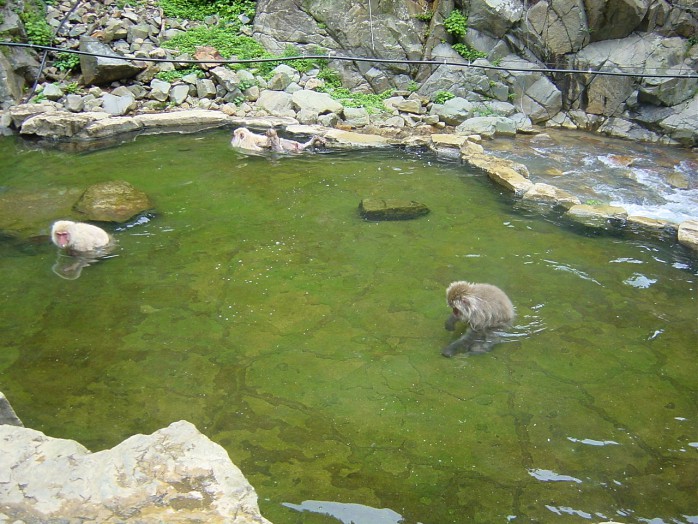 05 Jigokudani Yaen-koen(Monkey Park)