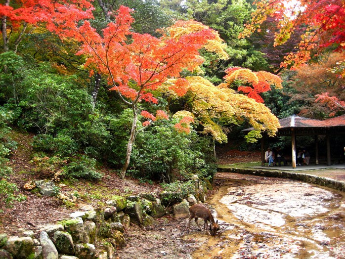 Red leaves in Miyajima